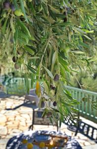 a tree with green leaves and fruit on a table at Villa Aquilo in Megali Ammos