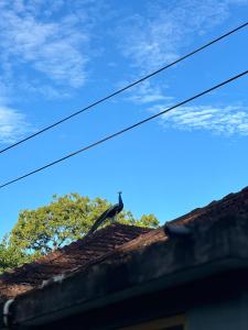 Fotografie z fotogalerie ubytování Mango Tree Villa v destinaci Unawatuna