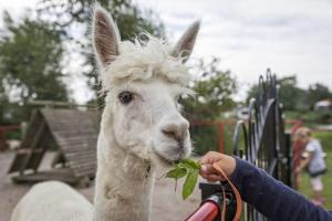 Altri animali domestici presso il campeggio o nei dintorni
