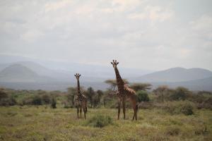 Imagem da galeria de Kili View Maasai Lodge em Longido