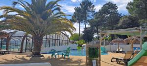 a palm tree next to a swimming pool at Ronce les bains in La Tremblade