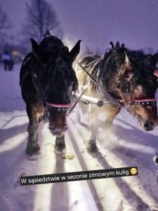 two horses pulling a carriage in the snow at Zacisze w Karkonoszach in Karpacz