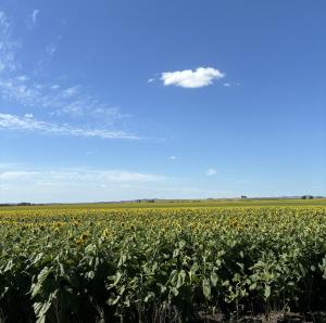 a field of sunflowers with a cloud in the sky at La Danesa - Casa de campo en la naturaleza a 25 min del centro in Tandil