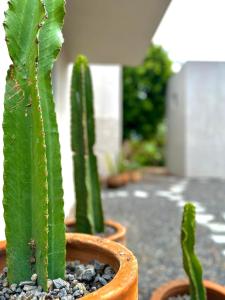 Fotografie z fotogalerie ubytování Casa Tonalli v destinaci Jocotepec
