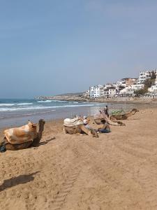 a group of cows laying on a beach at Future in Taghazout