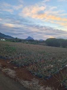 a field of crops with a house in the background at Cozy village home in Port Louis