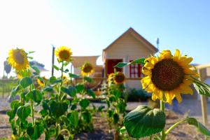 Zahrada ubytování Tiny house en Chicureo