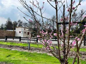 Zahrada ubytování Tiny house en Chicureo
