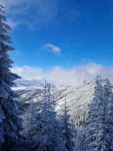 a mountain covered in snow with trees in the foreground at Apartmán Mirka Dolní Morava in Dolní Morava