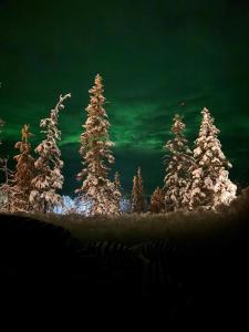 Un gruppo di alberi di Natale ricoperti di neve di Lights of Lapland Resort a Posio