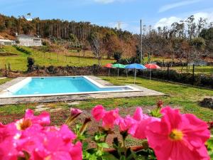 a swimming pool with two umbrellas and pink flowers at House with Shared Pool in Águeda, Mountain View in Urgueira