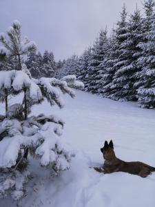 a dog laying in the snow next to a tree at Šilas in Degučiai +2 photos