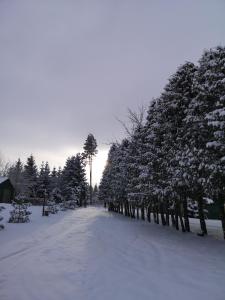 a snow covered road with trees lining it at Šilas in Degučiai