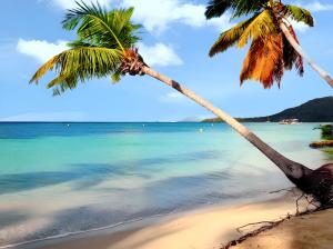two palm trees on a beach with the ocean at Maison charmante à Sainte-Anne avec jardin clôturé in Sainte-Anne +5 photos
