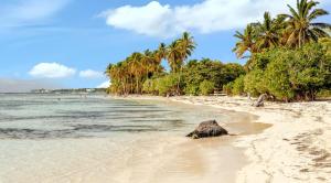 a beach with a rock in the sand and palm trees at Maison charmante à Sainte-Anne avec jardin clôturé in Sainte-Anne