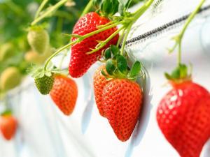 un montón de fresas colgando de una planta en The Paradise Garden Sasebo - Vacation STAY 03127v, en Sasebo 27 fotos más