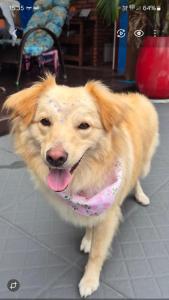 Gallery image of Casa Blue in Porto Alegre