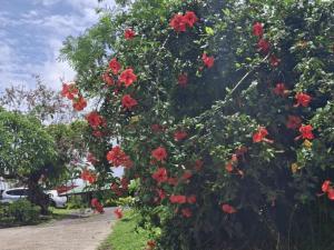 Zahrada ubytování Tavua Hotel Ismail Investments