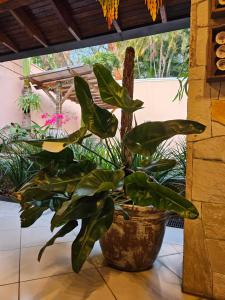 a plant in a pot sitting on a floor at Casa Garay Hotel 658 in Asuncion