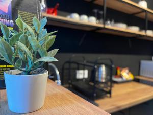 a potted plant sitting on top of a table at Mickitos Cozy Studio Two in Mavrovo