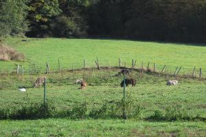un grupo de animales que pastan en un campo en La Ferme de Werpin, en Hotton