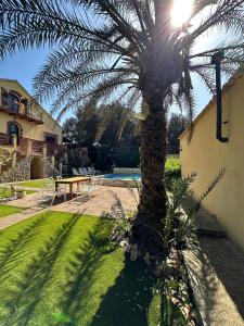 a palm tree in the yard of a house at Casita Balear Sa Coveta in Algaida