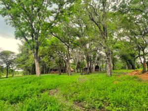 Phong cảnh thiên nhiên gần lều trại sang trọng