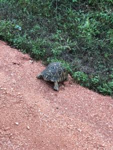 Altri animali domestici presso l'affittacamere o nei dintorni
