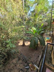 una vista de la selva con un árbol en Georgedale Guest House, en Calangute 3 fotos más
