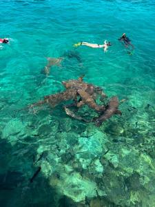 Gallery image of Turtle Hive - Velaa Vani in Dhiffushi +39 photos