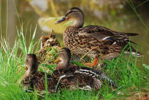 Fotografie z fotogalerie ubytování Klieber - Urlaub am Biobauernhof v destinaci Millstatt + 65 fotografií