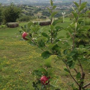 Kép Precious Villa Italy just few minutes drive from Pesaro beach szállásáról Ripében a galériában