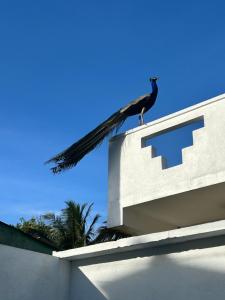 Foto dalla galleria di Gypsea' Madiha a Matara
