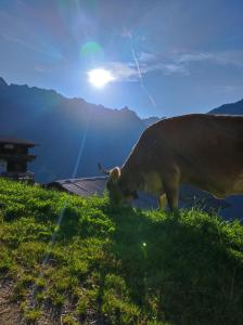 a cow grazing in the grass on a hill at ALPENCHALET LENGAU im Bergsteigerdorf Ginzling Dornauberg in Dornauberg