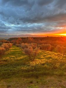 a field with trees and a sunset in the background at Eri tra gli Ulivi in Gropina +3 photos