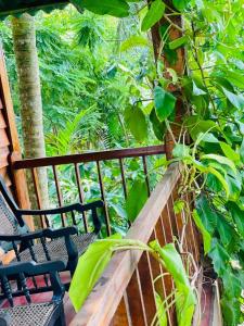 a porch with two chairs and a tree at The Hidden Treehouse in Massalapitiya