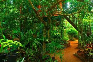 a garden with a lot of plants and trees at The Hidden Treehouse in Massalapitiya