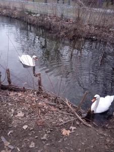 two white swans are swimming in the water at Casa Iriss in Calafat