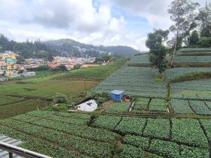 a view of a field of crops on a hill at J J HOMES in Ooty +23 photos