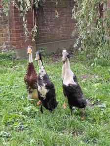 Foto dalla galleria di Zwei Zimmer Appartement Elbtalaue a Zeetze