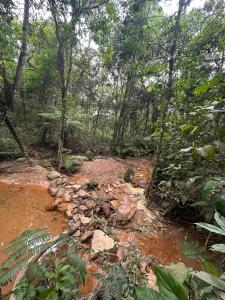 una strada sterrata in mezzo a una foresta di Complexo canta galo Camping a São Thomé das Letras