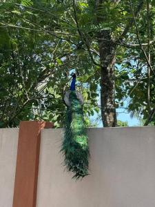 Fotografie z fotogalerie ubytování Goyambokka Peacock Guest v Tangalle