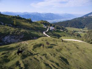 a group of animals standing on a grassy hill at BuchackerAlm -1,5h panoramic walk in Angerberg +25 photos