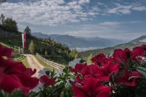 a bunch of red flowers in front of a dirt road at BuchackerAlm -1,5h panoramic walk in Angerberg