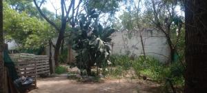 un albero in mezzo a un cortile di Willca Pirul a San Marcos Sierra Altre 7 foto