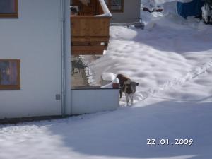 Domáce zviera alebo zvieratá hostí v ubytovaní Haus Sonnleiten
