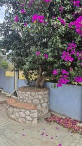 Gallery image of Casa Campestre Nahui in Tlalixtac de Cabrera