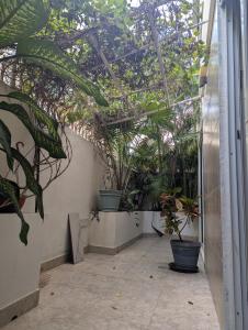 un patio avec des plantes en pot dans une serre dans l'établissement Peregrina 2 bdr In Heart of Playa, à Playa del Carmen