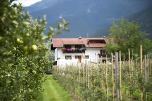 a house in a vineyard in front of a mountain at Bauernhof Sackgut in Ciardes