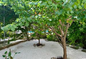 A garden outside B&B Don Alessandro